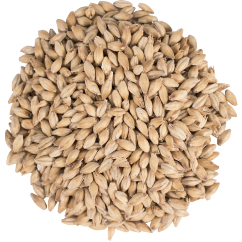 Golden Promise Malt - Simpsons
